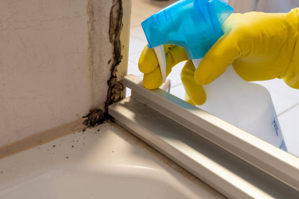 Home Mold Removal in Gardendale, AL