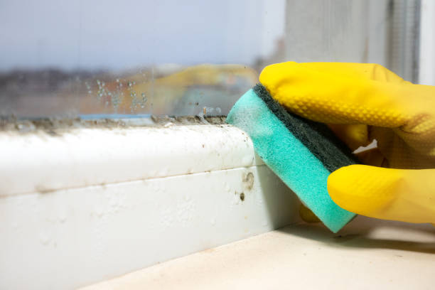 Mold Testing and Removal in Gardendale, AL